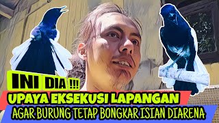 LAKUKAN UPAYA EKSEKUSI BEGINI SAJA PADA KACER || TIPS KACER BONGKAR ISIAN