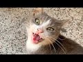 Chat errant gris miaule incroyablement mignon