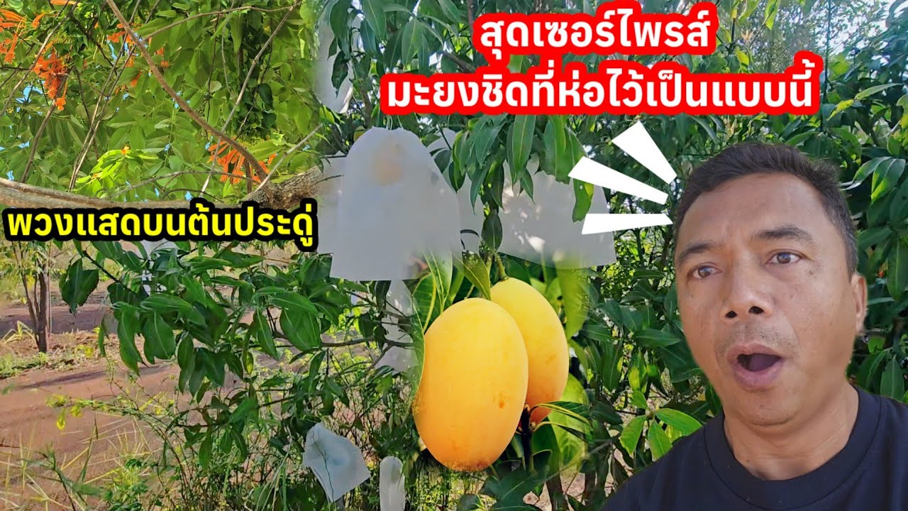 สุดเซอร์ไพรส์! มะยงชิดที่ห่อไว้เป็นแบบนี้..ถึงกับตะลึง