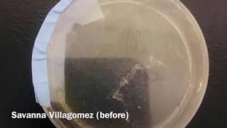 Trying to Grow Fern Spores