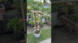 Making unique bamboo trellis for climbing plants in bucket pot 🌱 #garden #cucumber #gardening