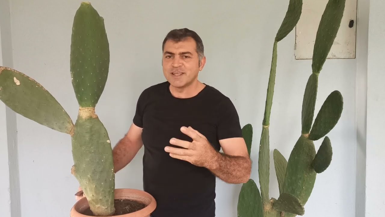 Devasa Kaktüsleri Saksıda Yetiştirme