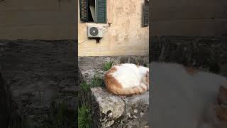 Katzenwäsche in Kotor