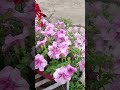 good morning 🌞#flowers #mini vlog Deepa thapa #(sudhir)