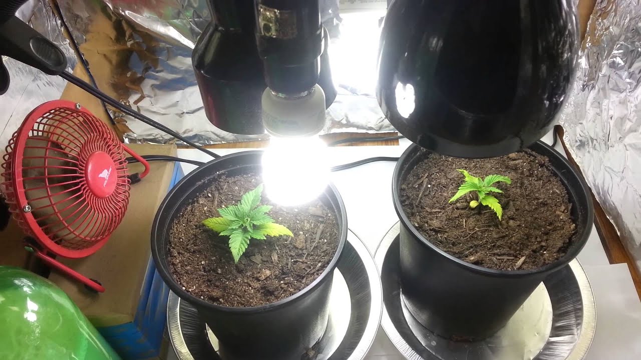 Micro Grow: CFL- Day 14 *Transplanted