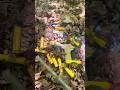 Testing the new gun #toys #paintballfit #toys #paintballfit #nerf #nerfsniper #nerfblaster