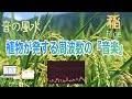 【神聖・豊穣・中庸・調和・感謝・安らぎ・母なる大地・高次の繋がり・督脈・432 Hz】黄金に実り大地を潤す『稲』が奏でる『音の風水』♪（Part 64）