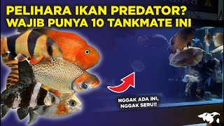 10 TANKMATE UNTUK IKAN PREDATOR SUPAYA TANK LEBIH RAME DAN BERSIH