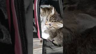 Cute Curious Kittens Angel & Alice Melt Hearts With Tiny Meows