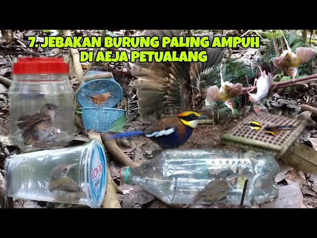 7 JEBAKAN BURUNG / HEWAN PALING AMPUH DI Aeja PETUALANG class=