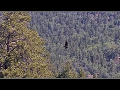 Gizmo's STRONG CONFIDENT FLIGHT Off Gizmo Tree Till Out Of Sight ️ ...