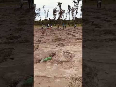 Tree plantation at bay of bangle sea-beach area