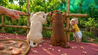Baby Monkey Baba, Bon and Chichi – Who Is the Real Culprit?