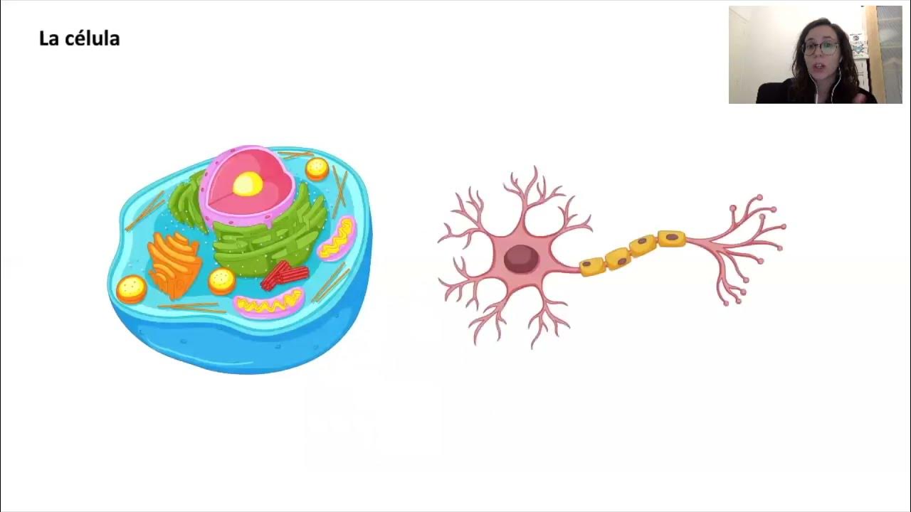 Modelo celular de la deficiencia de la Tirosina Hidroxilasa. Dra. Alba