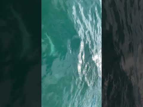 Акулы в Чёрном море. Трофейная рыбалка в Сочи