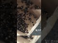Track-type Automatic Longan Corer