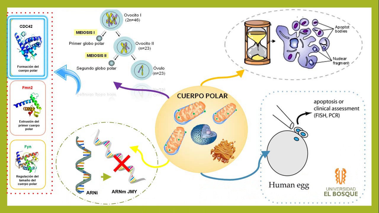 Embriologia Cuerpo Polar Articulo YouTube embriologia-cuerpo-polar-articulo-youtube