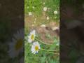 Spanish Daisy Miniature Daisy Mexican Fleabane Erigeron Shorts Youtubeshorts Daisy Flowers 