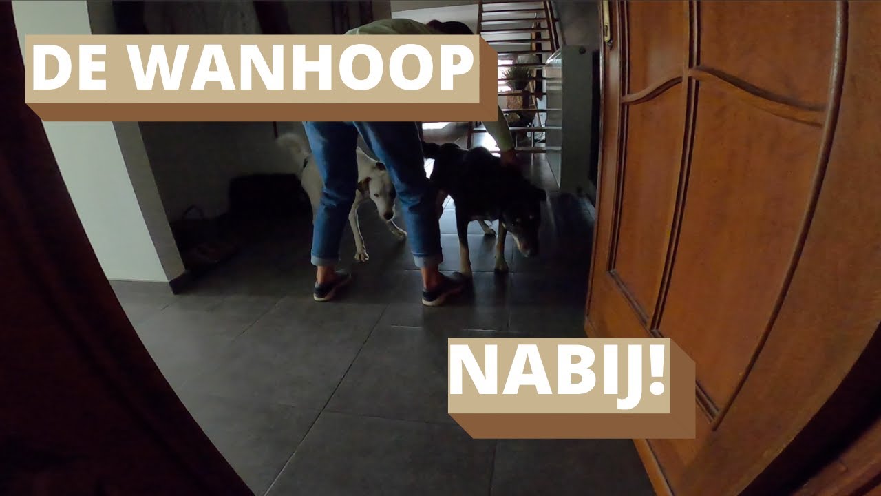 MIJN HONDEN ZIJN TERRITORIAAL EN VALLEN UIT AAN DE RIEM - Ervaring Leidy-methode