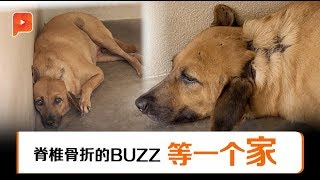 雪州SPCA经营艰难 弃养问题最心疼最懊恼