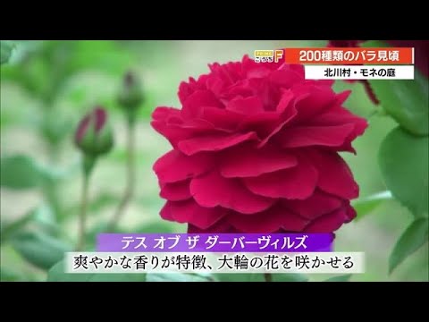 北川村・モネの庭で200種類500本のバラ見頃　甘く爽やかな香りで魅了【高知】 (21/05/14 19:00)