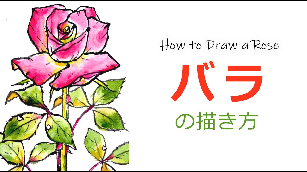 バラの描き方 春薔薇 秋薔薇 5月 6月 7月 10月 11月の絵手紙 花の描き方 Youtube