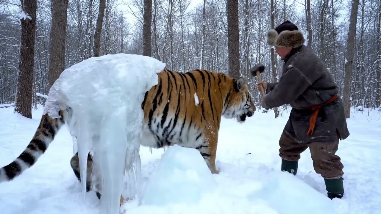 Tiger Trapped in Ice — What Happens Next Will Shock You 🐅❄️