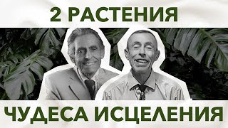 Два Растения - Чудеса Исцеления! Удивительные Истории Бориса Увайдова