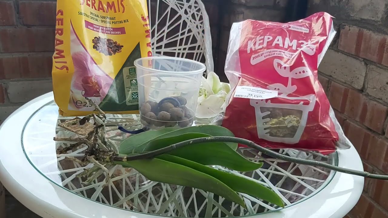 Полил и ЗАБЫЛ на МЕСЯЦ/ Самая ПРОСТАЯ ПЕРЕСАДКА ОРХИДЕИ на ФИТИЛЬНЫЙ ПОЛИВ