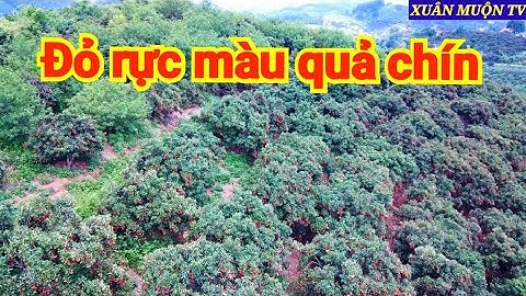 khám phá vườn vải thiều tại thôn BẮC HOA TÂN SƠN LỤC NGẠN BG  ước đạt gần 20 tấn quả