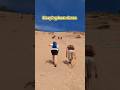sleeping bear dunes (America)🏖️#shorts#fact#factvideo#beach