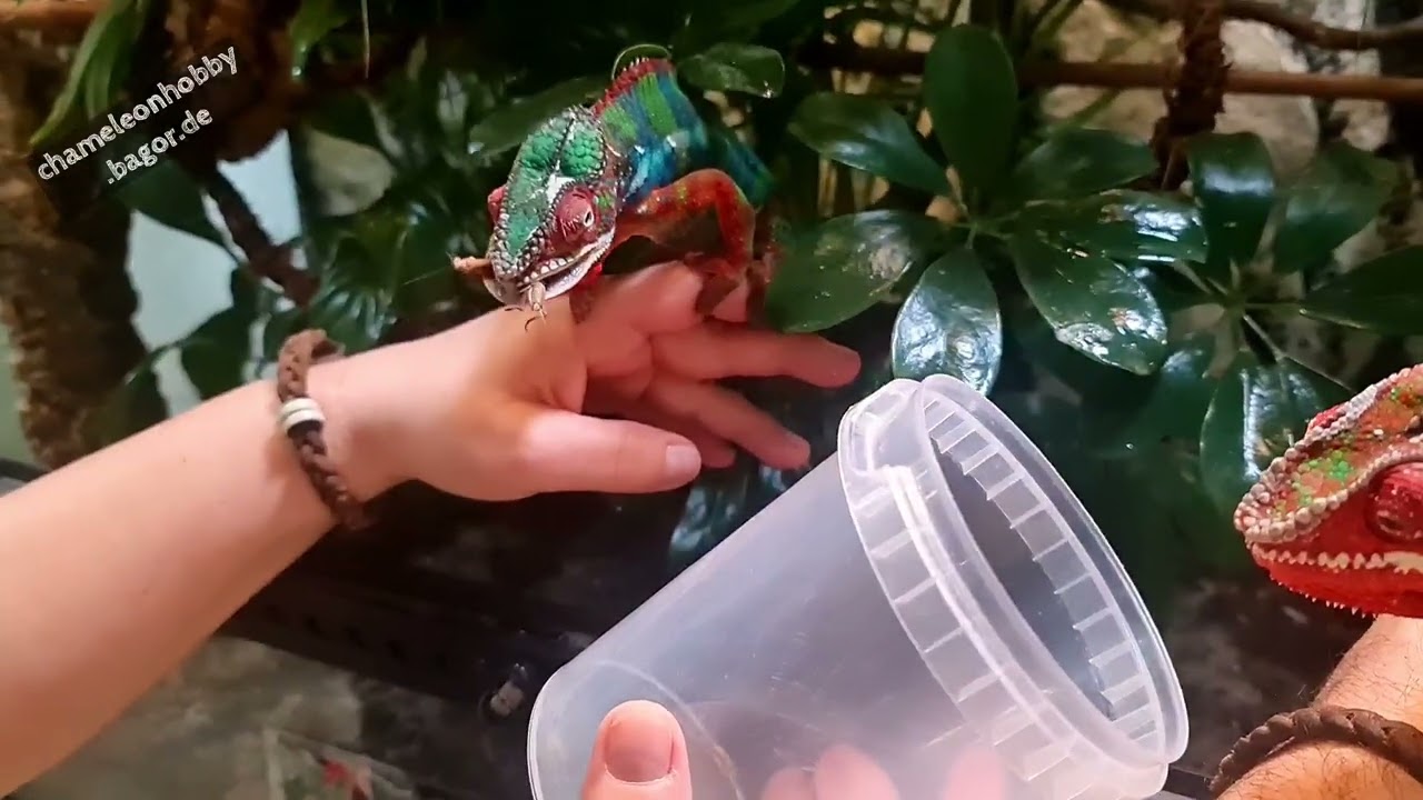 Two Madagascar Pantherchameleons, Furcifer Pardalis Ambilobe Blue Bar shoot crickets.