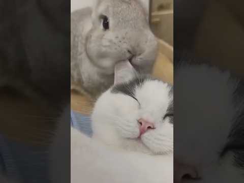 Как веселятся кролик и кошка - Насекомышки #насекомышки #кролик #кошка #домашниеживотные #природа