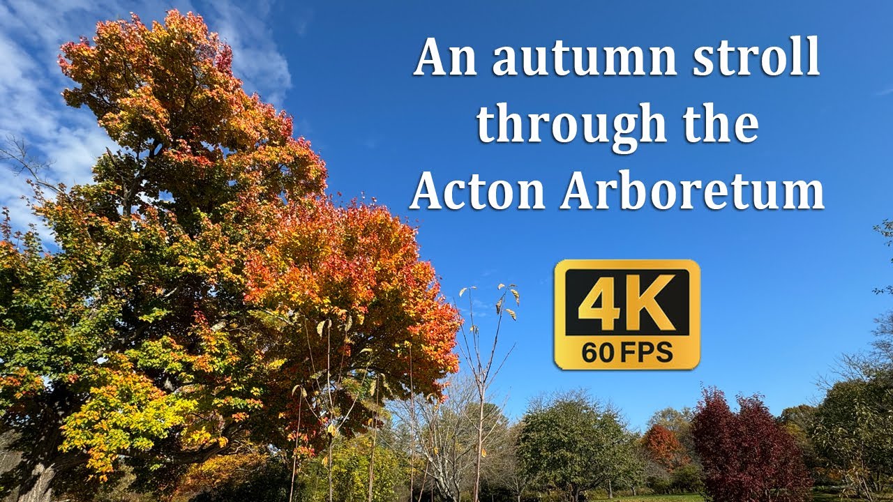An autumn stroll through the Acton Arboretum YouTube