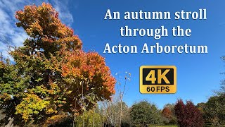 An autumn stroll through the Acton Arboretum