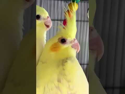 Videó: Jó neked a madárszem csirke?