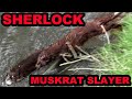 Sherlock the Mink Catches a HUGE Rat!