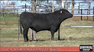 LOT 98 BOOROOMOOKA MAGNUM Q689