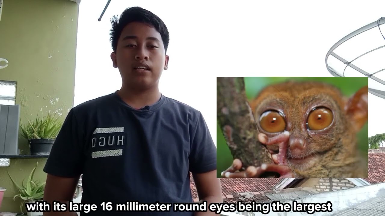 Descriptive Text - Tarsius Pumilus - Fahri Azmil Irfansyah