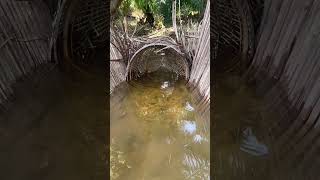Beginila penampakan bubu yang di pasang #bubuikan #fishing
