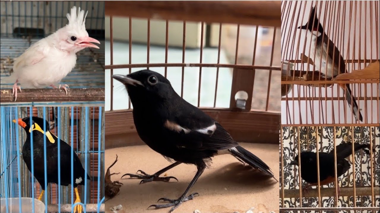 Đất non dạng💫chim biết nói💫mào xổ giọng 5-6-7💫lửa mã đa đuôi tôm lụa💫bạch non gen đấu xoè mềm