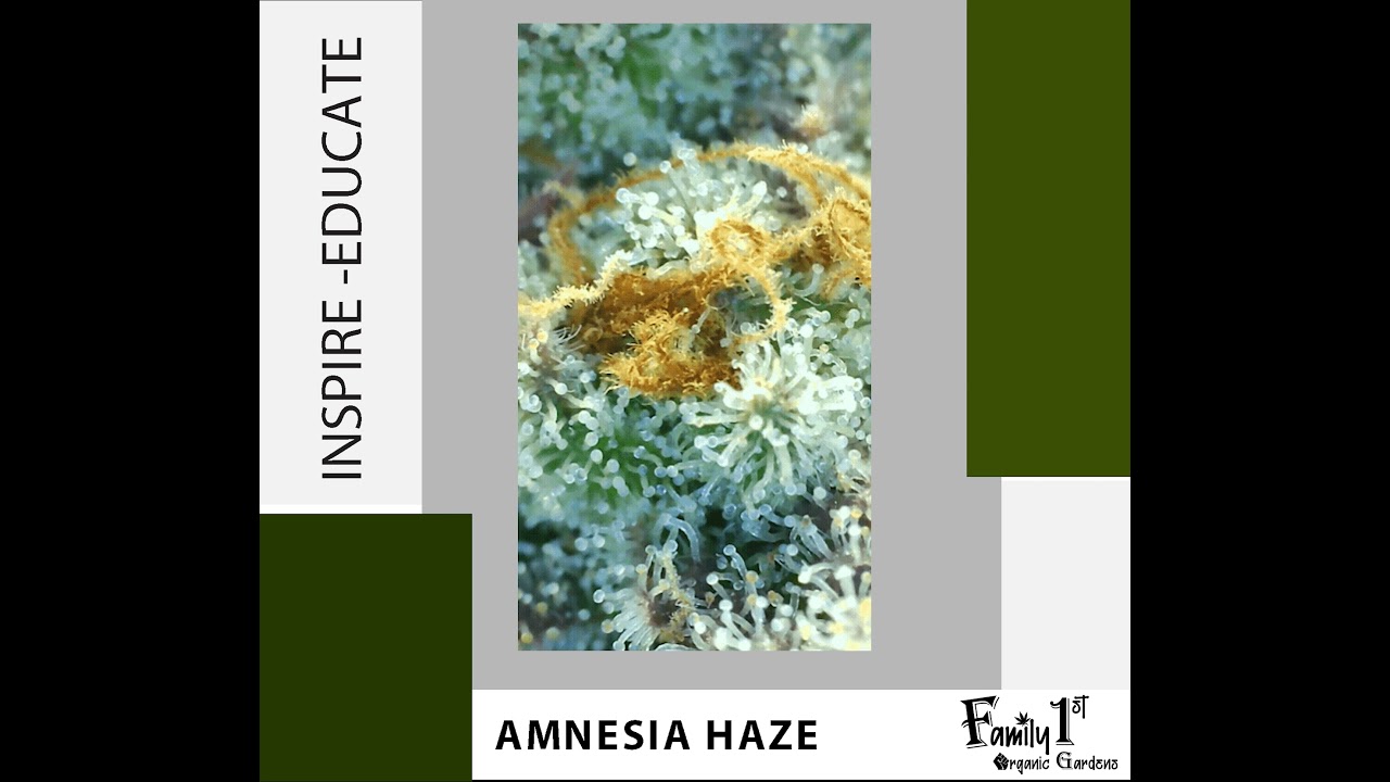 How to Grow Cannabis Organically: Amnesia Haze - Flower Week 9