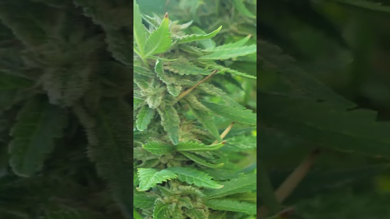 OUTDOOR GROW... UPDATE!