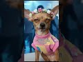 🤣❤️🎁#viralreels #diversion #comedia #cachorrosdivertidos #chihuahuafanclub #mascotas #perros #fypシ