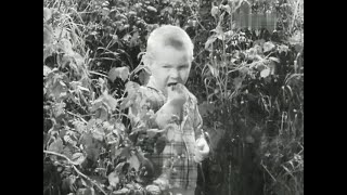 Голубая чашка (1964) - Я малину ем. Два куста объел. И ещё буду!