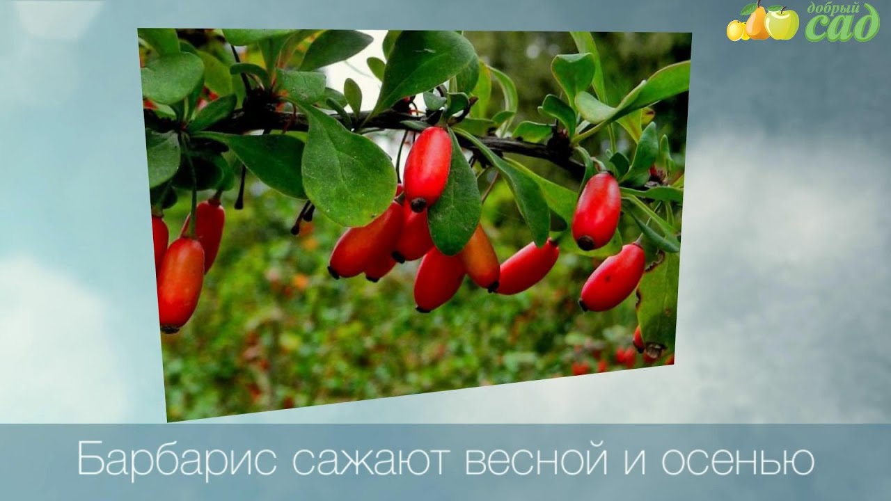 Конфеты Вкусная Помощь в интернет-магазине ArtSkills в Москве
