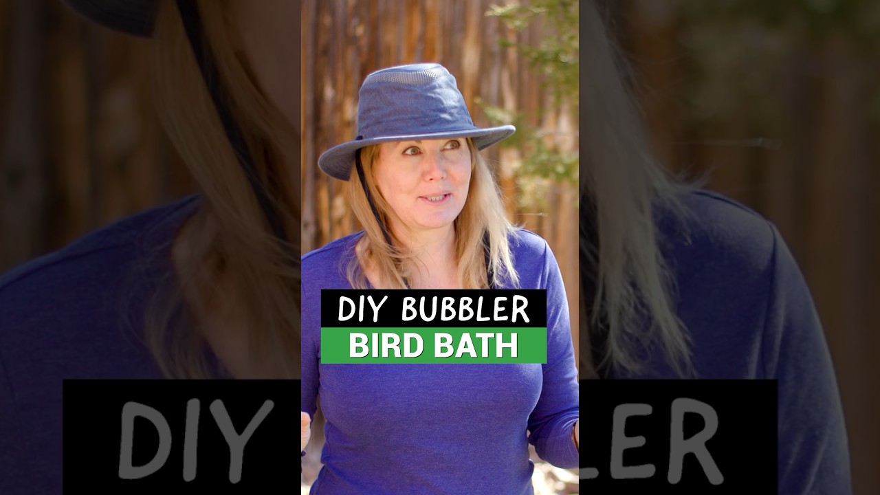 Easy D.I.Y fountain attract more birds.