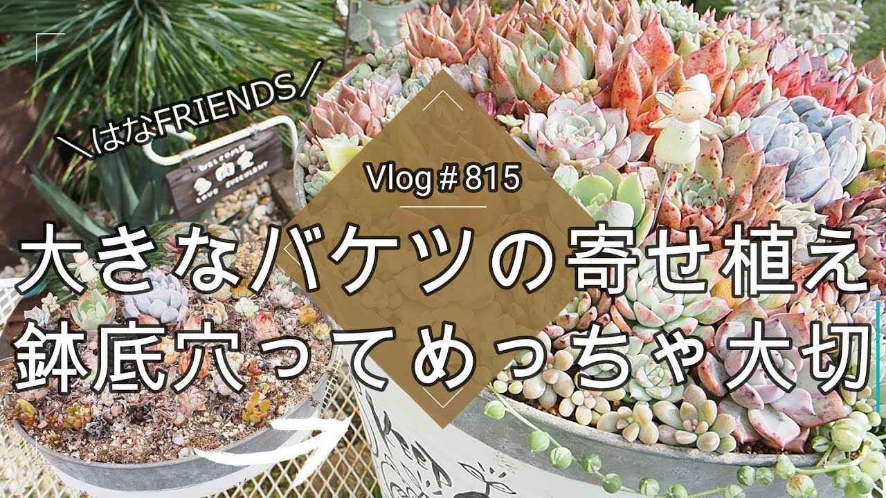 【Vlog815】【多肉植物】大きなバケツの寄せ植え🧺鉢底穴ってめっちゃ大切だった【はなFRIENDS】