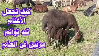 كيف تجعل الأغنام تلد توائم مرتين في العام فيديو رائع جدا Sheep farming