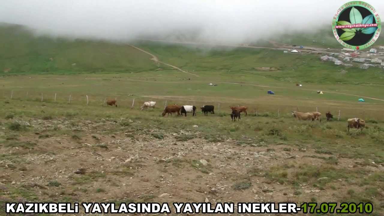Kazıkbeli Yaylasında Yayılan İnekler-17 Temmuz 2010